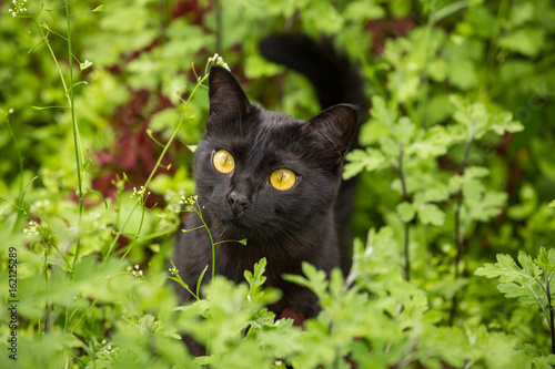 Fototapete Beautiful cute bombay black cat portrait with yellow eyes and attentive look in