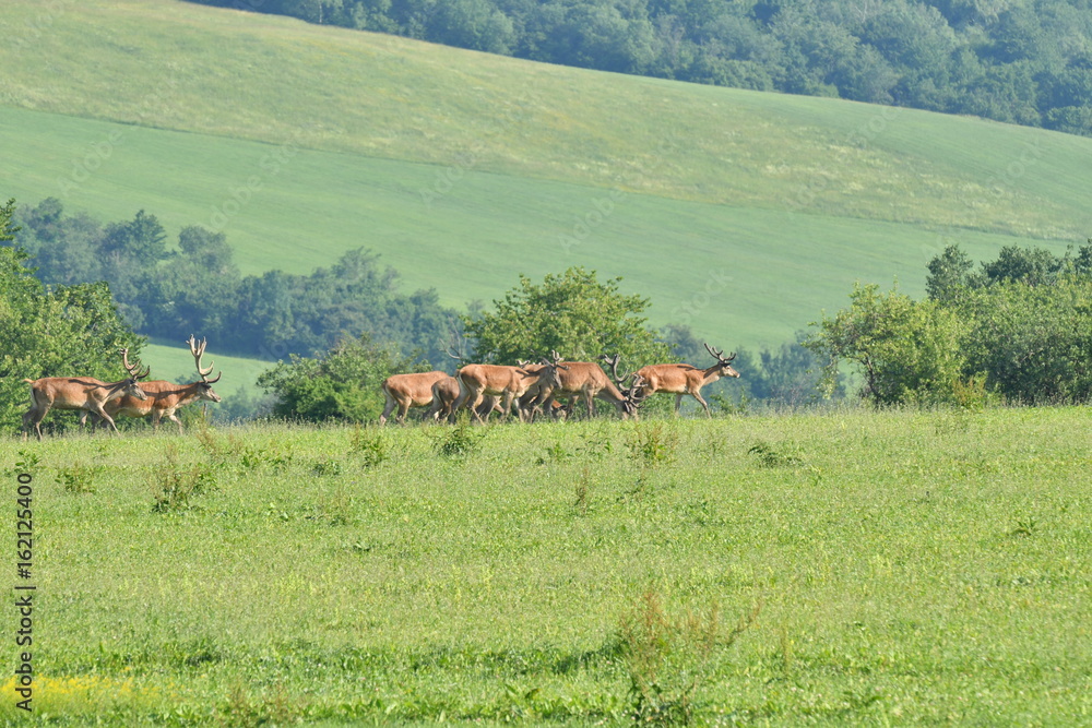 Obraz premium herd of stag and deers on the meadow grazing 