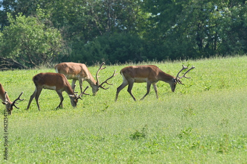 herd of stag and deers on the meadow grazing  photo