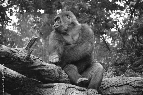 Thoughtful Gorilla