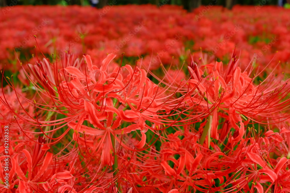 Red spider lilies, Kinchakuda, Hidaka, Saitama, Japan Red spider lilies, Kinchakuda, Hidaka, Saitama, Japan