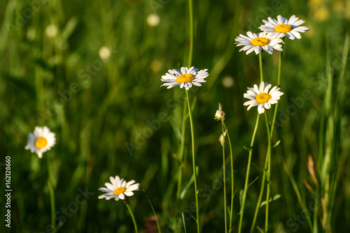 daisy flowers meadow © Iri_sha
