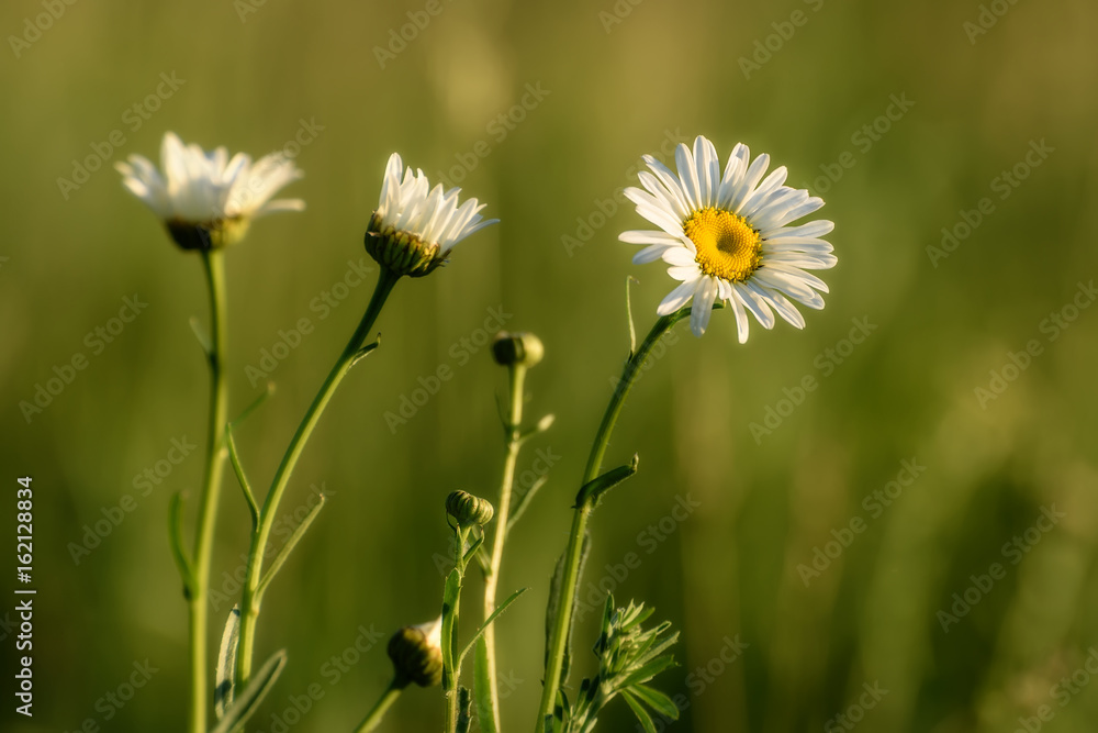 daisy flowers meadow