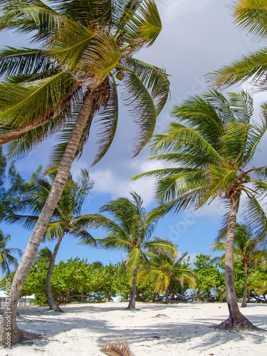 Palms in The Cayman Islands