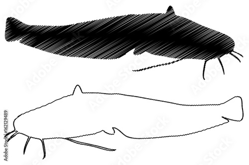 catfish silhouette vector, (Silurus glanis), 