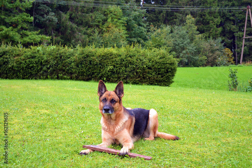 German Sheepdog