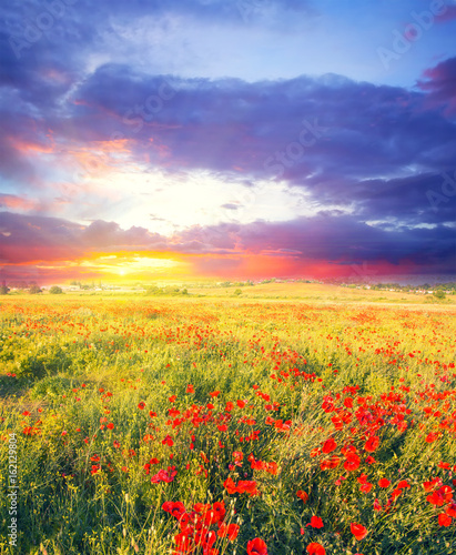 summer field with flowers at magnificent sunset. soft focus vintage colored natural background