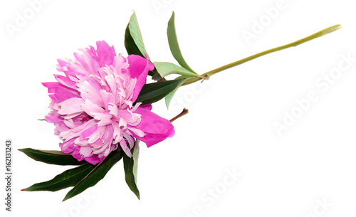 Pink bright peony fresh flowers isolated