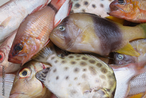 Many tropical fishes from Pacific ocean as background. photo