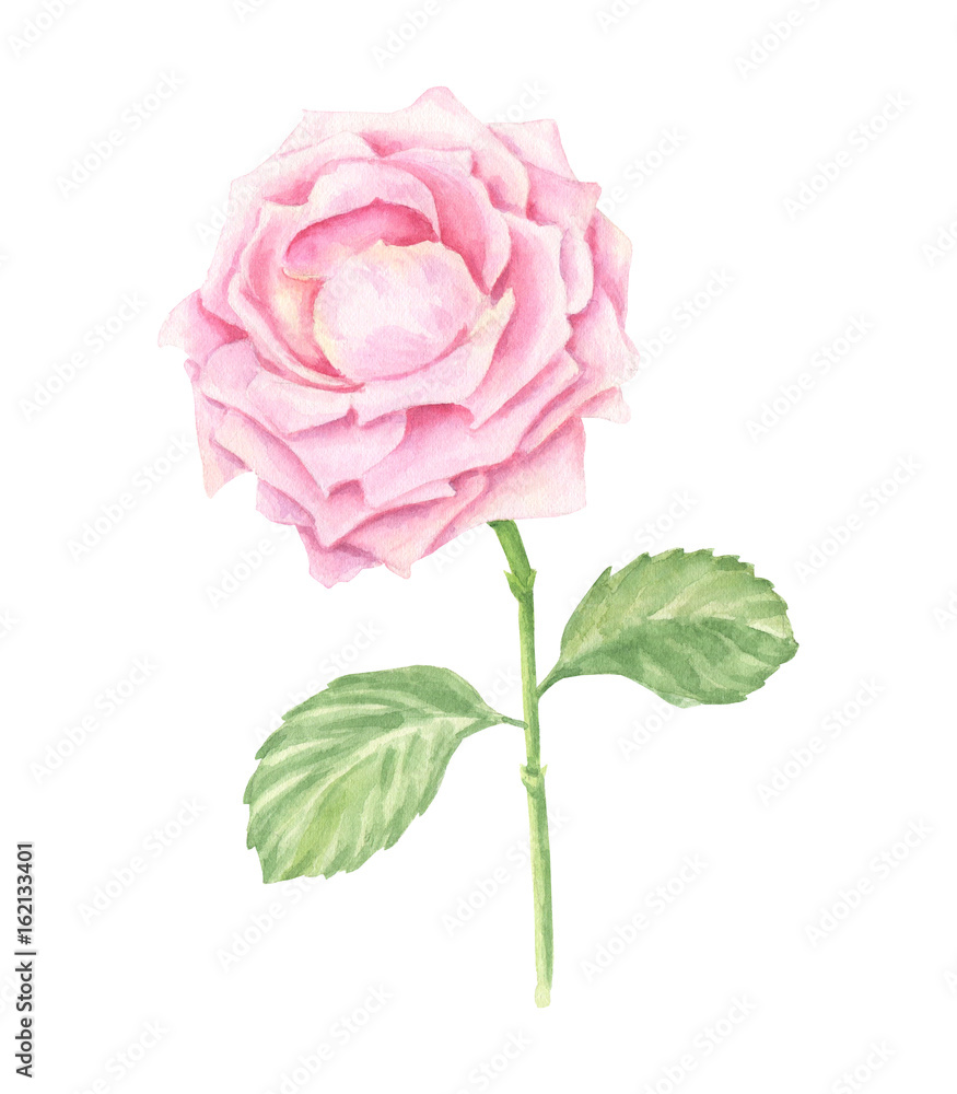 Fototapeta premium Hand-drawn watercolor pink rose blossom, floral botanical illustration isolated on white background.