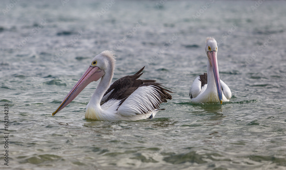 Two pelicans on the water looking in different direction on Phillip Island Australia Two pelicans on the water looking in different direction on Phillip Island Australia