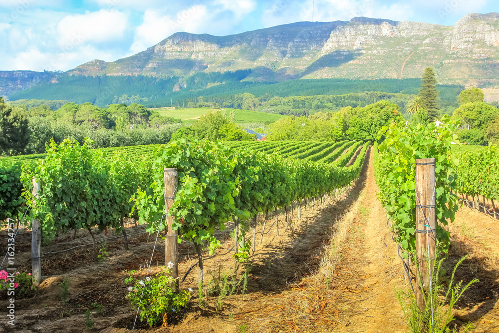Naklejka premium Rows of grapes in picturesque Stellenbosch wine region with Thelema Mountain in background. The Vineyards of Stellenbosch Wine Routes are one of most popular attractions of South Africa near Cape Town