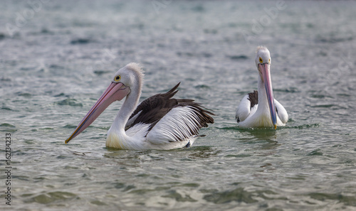 Two pelicans on the water looking in different direction on Phillip Island Australia