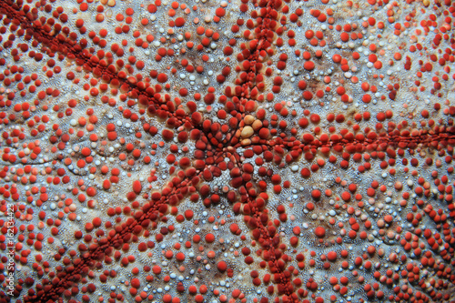 Pin cushion sea star photo