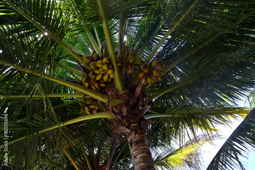 Coconut Palm 