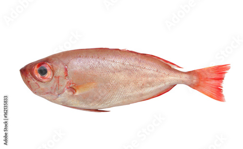 Red bigeye fish isolated on white background, Priacanthus macracanthus