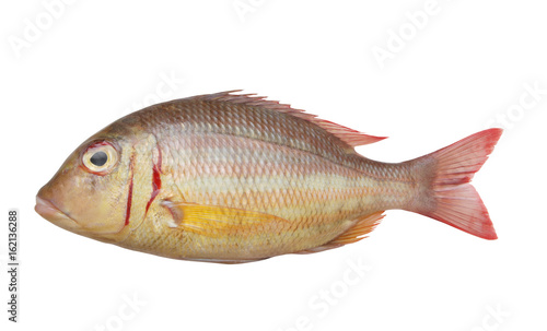 Striped emperor fish isolated on white background