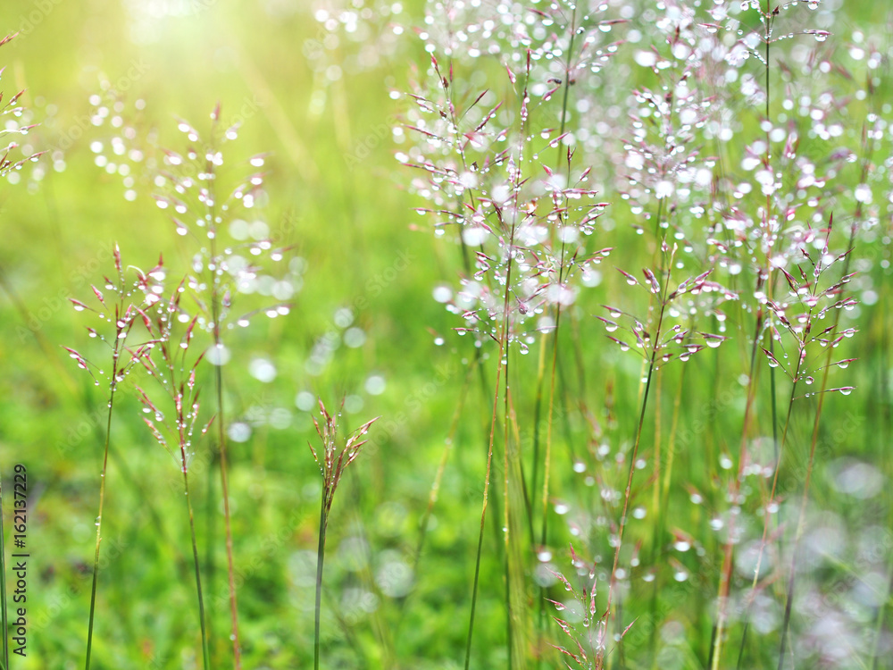 grass meadow with water drops after raining grass meadow with water drops after raining