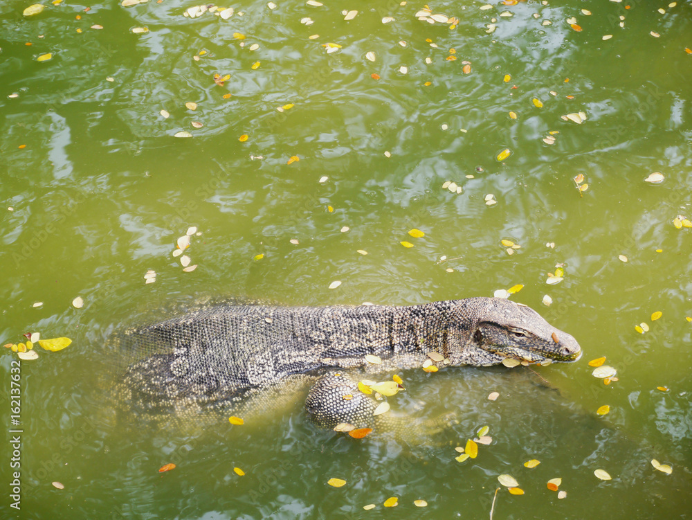 varanus salvator tropical wildlife animal swimming in river varanus salvator tropical wildlife animal swimming in river
