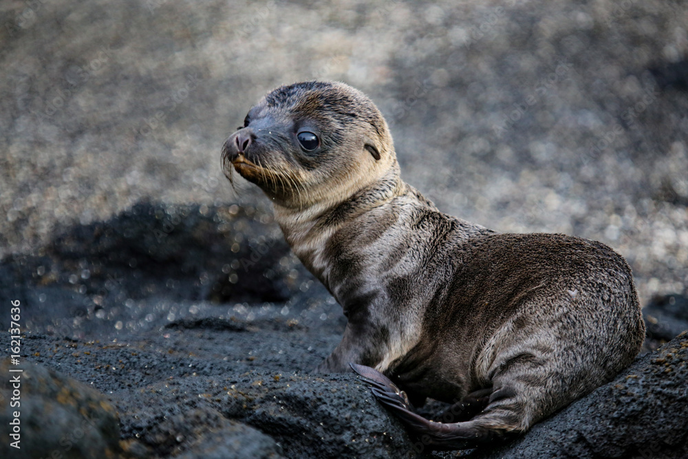 Fur Seal Pup - obrazy, fototapety, plakaty 