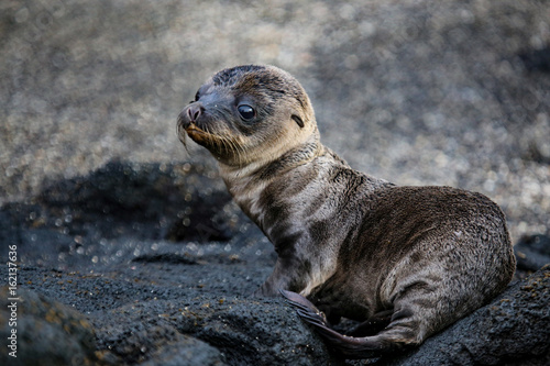 Fur Seal Pup