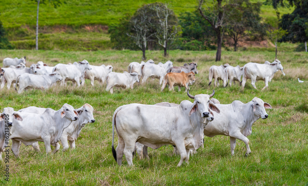Herd of cows sideways in far north queensland Australia Herd of cows sideways in far north queensland Australia