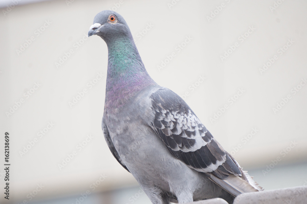 Obraz premium ハト
