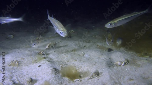 Several fish Big-scale sand smelt (Atherina boyeri) swim on background of sandy bottom, medium shot.
 photo