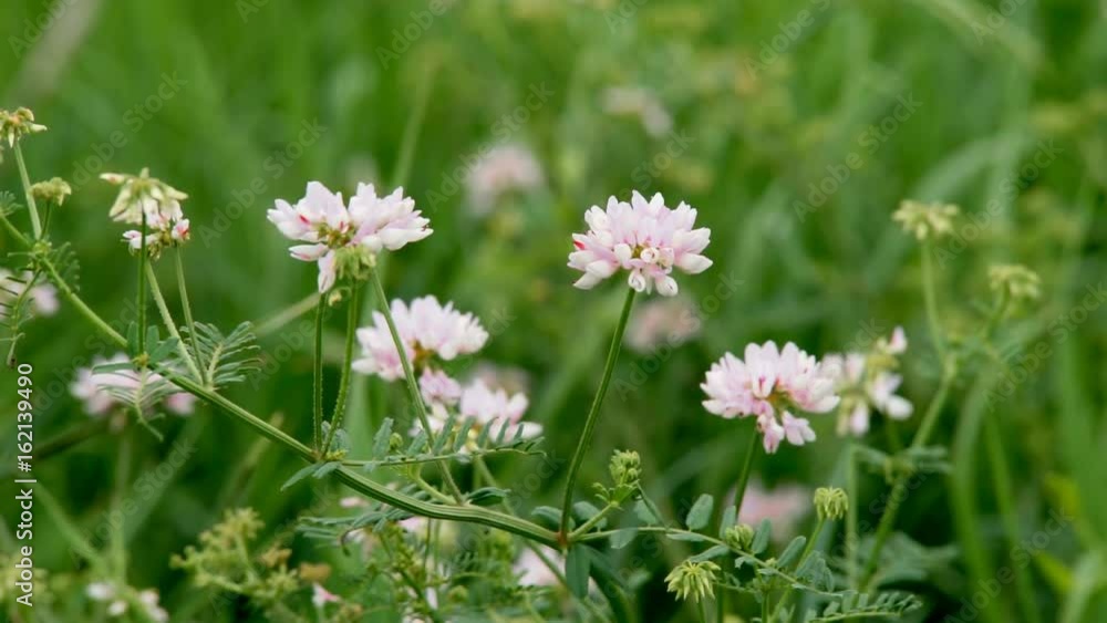 Nature of summer, flower field, wild flower meadow, Wild flowers of camomile close-up. Video for background, nature Nature of summer, flower field, wild flower meadow, Wild flowers of camomile close-up. Video for background, nature