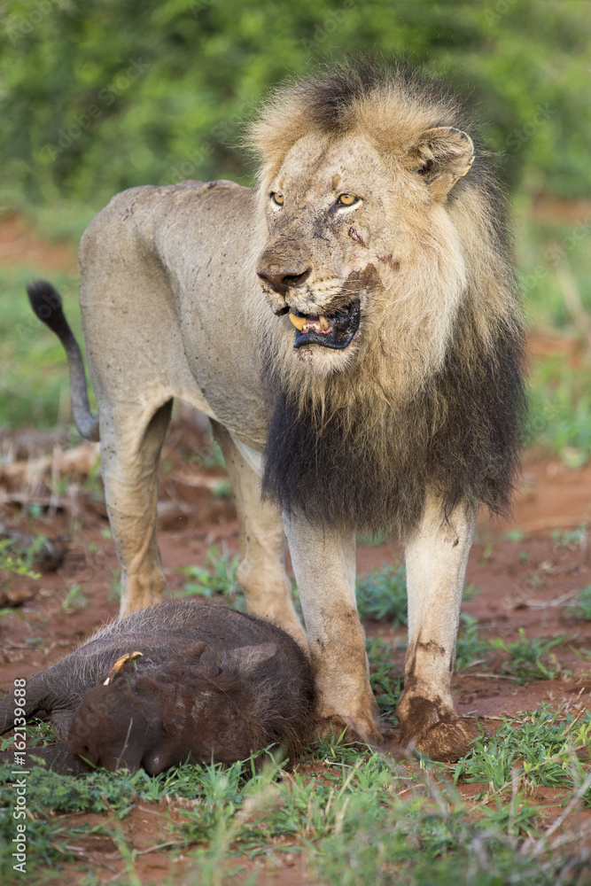 Old hungry male lion rests after killing warthog to eat Old hungry male lion rests after killing warthog to eat