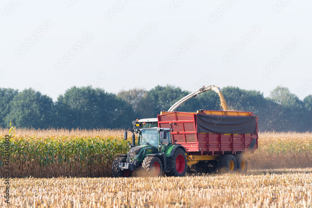 Fototapeta premium harvesting corn in the netherlands