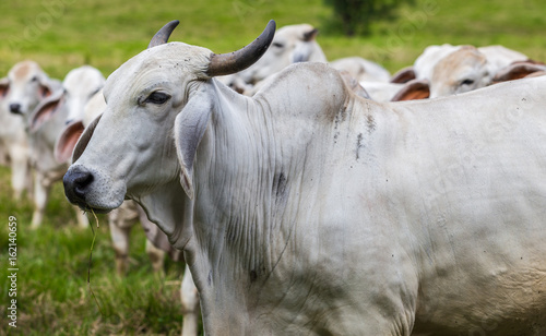 Bull close up facing left with herd in the background in far north Queensland Australia © Nicolas Faramaz