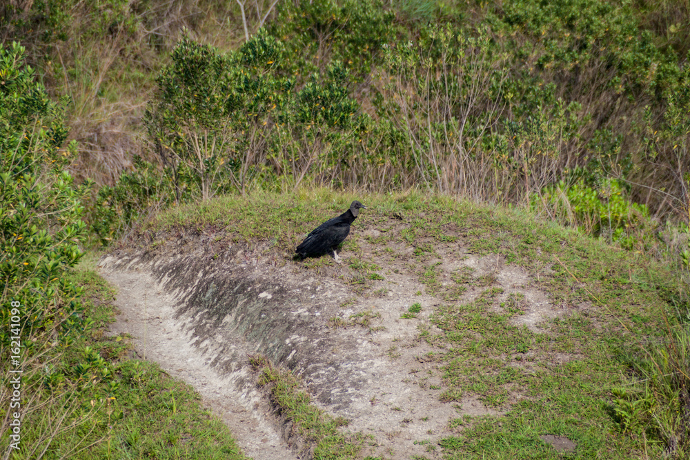 Black vulture (Coragyps atratus) in Cauca region of Colombia