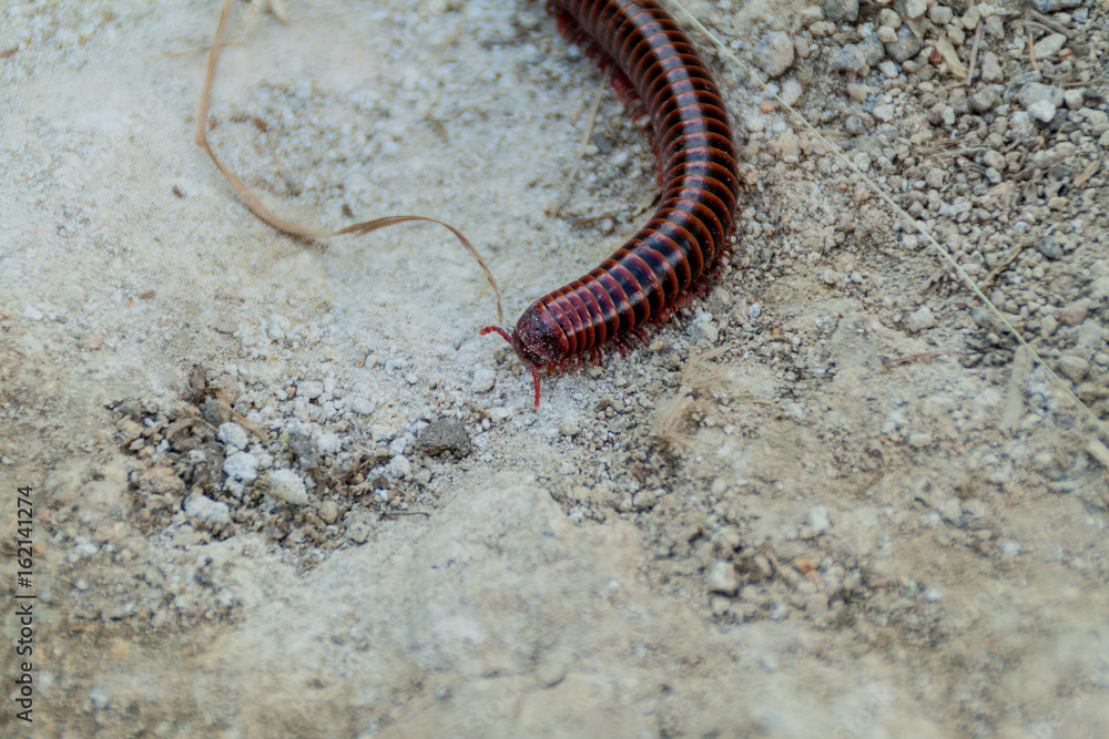 View of a big centipede in Colombia View of a big centipede in Colombia