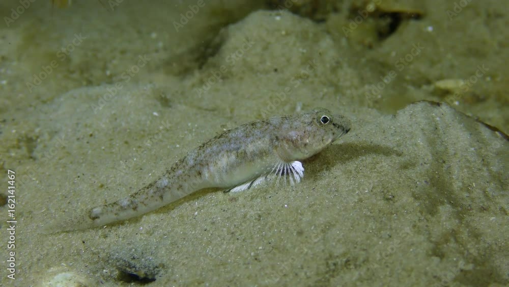 Sand goby or Monkey goby (Neogobius fluviatilis) on a sandy bottom, medium shot.
Sand goby or Monkey goby (Neogobius fluviatilis) on a sandy bottom, medium shot.