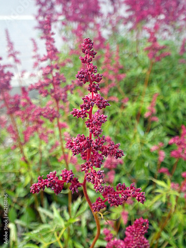 Beautiful purple flower in the garden