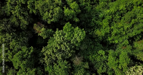 Aerial Drone Flyover View Of Large Green Forest In Summer