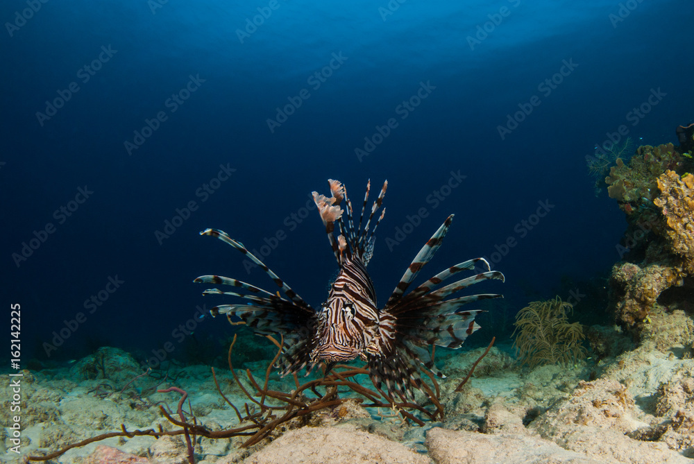 The red lionfish is an invasive species in the Caribbean. The pretty creature that arrived through the aquarium trade is a stress to the ecosystem in its new habitat and is damaging the environment. The red lionfish is an invasive species in the Caribbean. The pretty creature that arrived through the aquarium trade is a stress to the ecosystem in its new habitat and is damaging the environment.