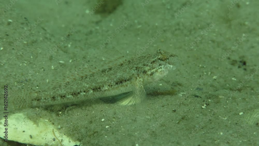 Fish Black goby (Gobius niger) lies on a sandy bottom, then leaves the frame, medium shot.
Fish Black goby (Gobius niger) lies on a sandy bottom, then leaves the frame, medium shot.