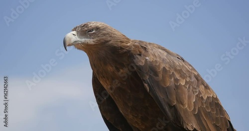 wild eagle with blue sky