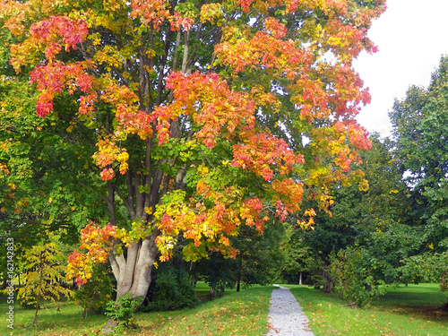 Autumn rainbow tree