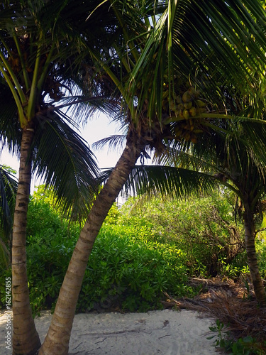 Cococnut palm 