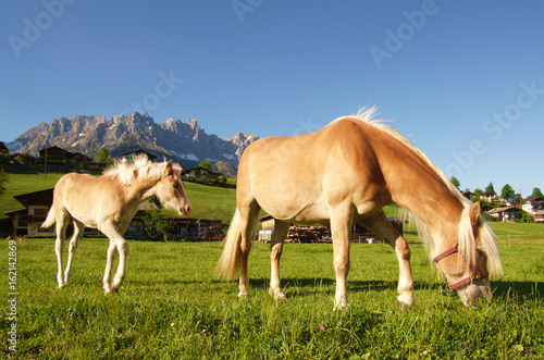 Two Haflinger horses in front of the Wilder Kaiser in Tirol Austria