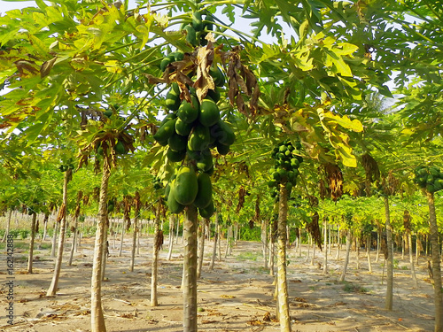Mango tree