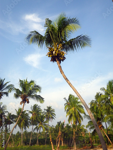 Big palm