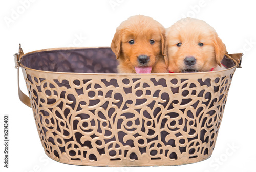 Two adorable golden retriever puppies sitting in big basket, isolated on white