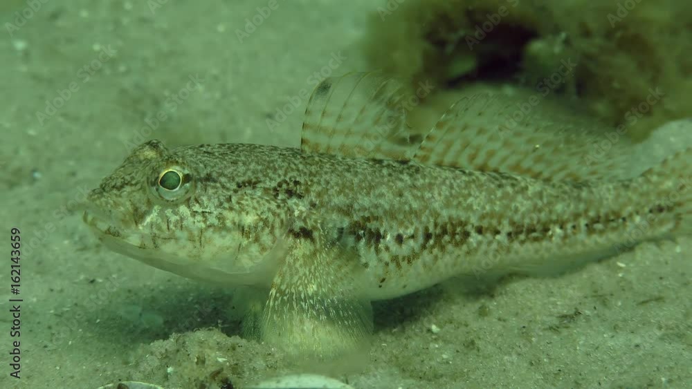 Fish Black goby (Gobius niger) lies on a sandy bottom, then leaves the frame, close-up.
Fish Black goby (Gobius niger) lies on a sandy bottom, then leaves the frame, close-up.