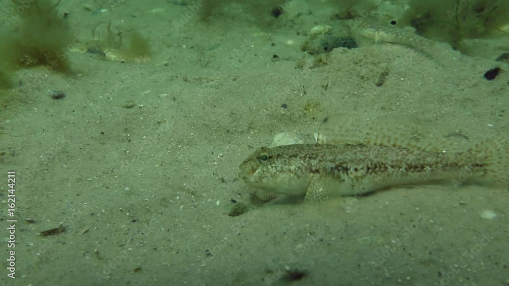 Fish Black goby (Gobius niger) digs a sandy bottom in search of food, medium shot.
Fish Black goby (Gobius niger) digs a sandy bottom in search of food, medium shot.