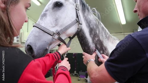 Research and treatment sick horse in horse doctor, veterinarian colic complaints 1