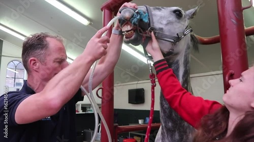 Research and treatment sick horse in horse doctor, veterinarian colic complaints 